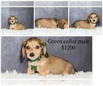 Image preview for Ad Listing. Nickname: Green collar