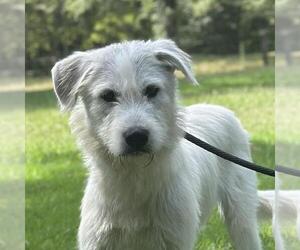Unknown-Wheaten Terrier Mix Dogs for adoption in Yardley, PA, USA