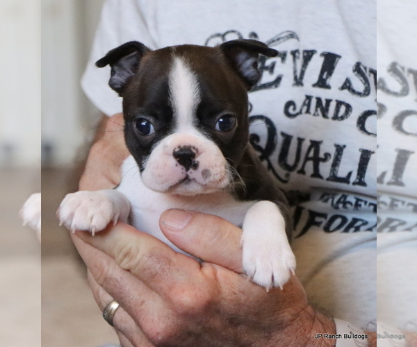 Medium Photo #24 Boston Terrier Puppy For Sale in WINNSBORO, TX, USA