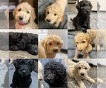 Small Photo #2 Goldendoodle Puppy For Sale in PECK, KS, USA