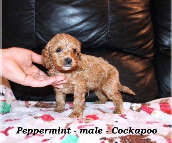 Medium Photo #2 Cockapoo (Miniature) Puppy For Sale in CLARKRANGE, TN, USA