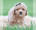 Small Photo #56 Maltipoo (Miniature) Puppy For Sale in WARSAW, IN, USA