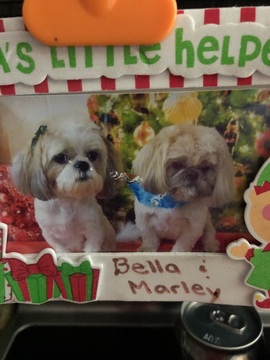 Medium Photo #1 Shih Tzu Puppy For Sale in MYRTLE BEACH, SC, USA