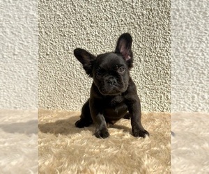 Medium French Bulldog