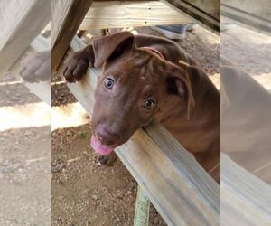 Labrador Retriever-Rhodesian Ridgeback Mix Dogs for adoption in Granbury, TX, USA