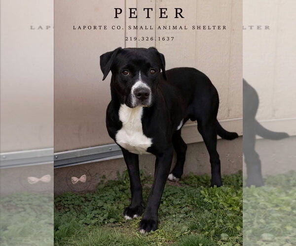 Medium Photo #3 Labrador Retriever-Unknown Mix Puppy For Sale in La Porte, IN, USA