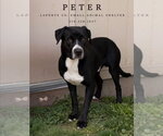 Small #2 Labrador Retriever Mix