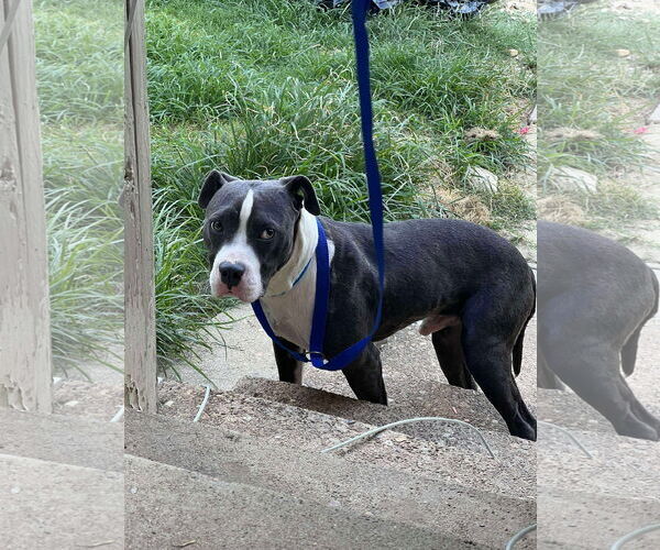 Medium Photo #5 American Pit Bull Terrier-Unknown Mix Puppy For Sale in Germantown, OH, USA