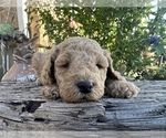 Puppy Puppy 1 Archie Goldendoodle (Miniature)
