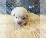 Small Photo #5 Pomsky Puppy For Sale in BLACKFOOT, ID, USA