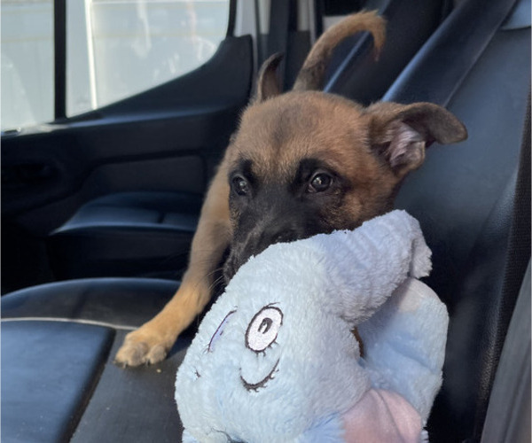Medium Photo #8 Belgian Malinois Puppy For Sale in S CHARLESTON, WV, USA