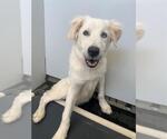 Small Great Pyrenees