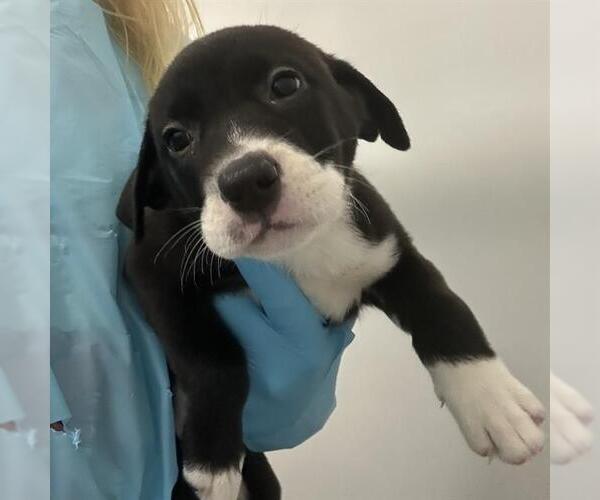 Medium Photo #1 American Staffordshire Terrier-Unknown Mix Puppy For Sale in San Antonio, TX, USA