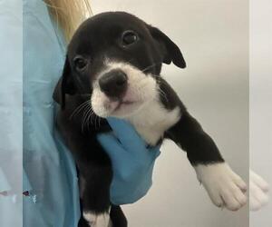 American Staffordshire Terrier-Unknown Mix Dogs for adoption in San Antonio, TX, USA