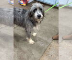 Small #1 Bearded Collie