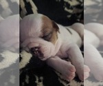 Small #6 English Bulldog