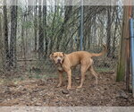 Small Photo #3 Mutt Puppy For Sale in McCormick, SC, USA