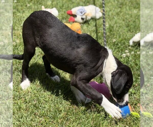 Medium Photo #4 Mutt Puppy For Sale in Yardley, PA, USA