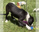 Small #3 Mutt