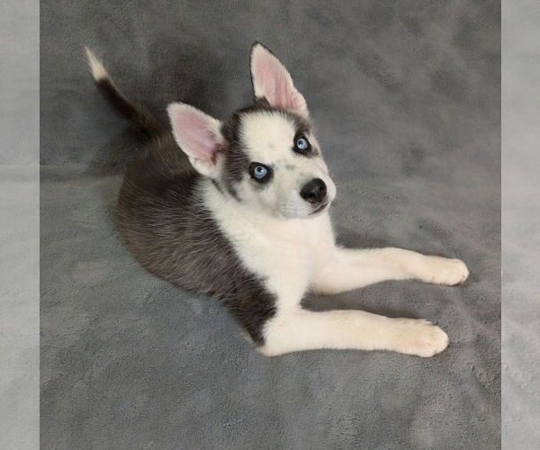 Medium Photo #4 Siberian Husky Puppy For Sale in PIPE CREEK, TX, USA