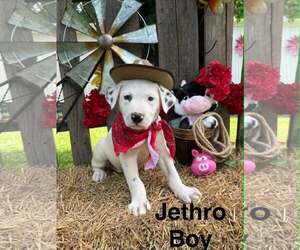 Lab-Pointer Dogs for adoption in Royal Palm Beach, FL, USA