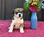 Puppy Krissy Augi