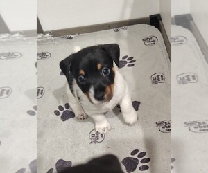 Jack Russell Terrier Puppy for sale in JASPER, FL, USA