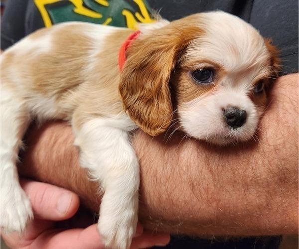 Medium Photo #8 Cavalier King Charles Spaniel Puppy For Sale in BOONVILLE, NY, USA