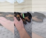 Small #1 Doberman Pinscher