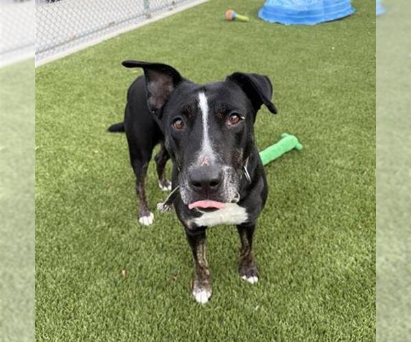 Medium Photo #2 Bull Terrier-Unknown Mix Puppy For Sale in Baytown, TX, USA