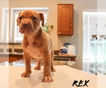 Puppy Rex American Bully