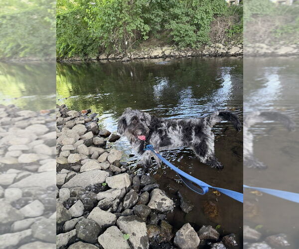 Medium Photo #3 Poodle (Standard)-Unknown Mix Puppy For Sale in Elmsford, NY, USA