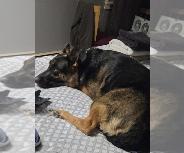 Medium Photo #11 German Shepherd Dog Puppy For Sale in LA FAYETTE, NY, USA