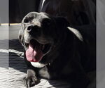 Small #5 Labrador Retriever Mix