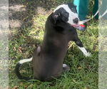 Small Labrador Retriever