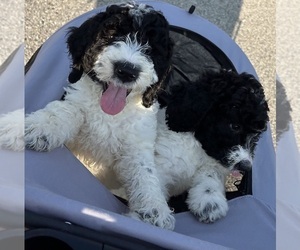 English Cream Golden Retriever-Poodle (Standard) Mix Litter for sale in FRANKLIN, OH, USA