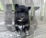 Small Photo #4 Pomsky Puppy For Sale in WHEELERSBURG, OH, USA