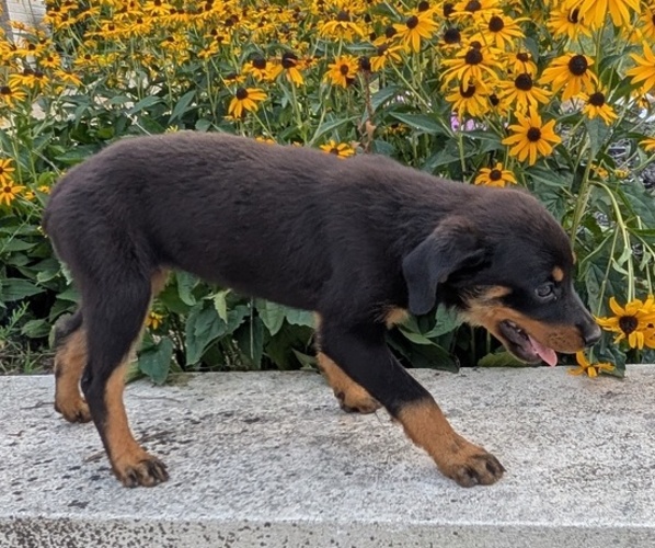 Medium Photo #40 Rottweiler Puppy For Sale in GOSHEN, IN, USA