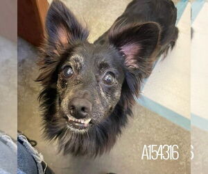 Chiranian Dogs for adoption in Calgary, Alberta, Canada