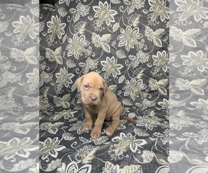 Cane Corso Puppy for sale in LANSDOWNE, PA, USA