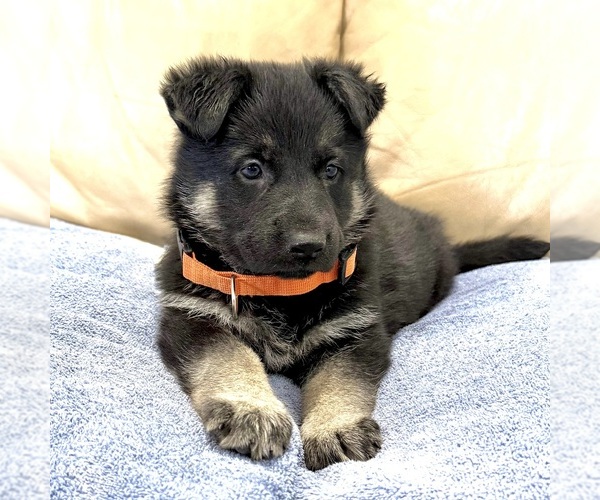 Medium Photo #36 German Shepherd Dog Puppy For Sale in BRIGHTON, CO, USA