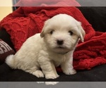 Small #2 Coton de Tulear