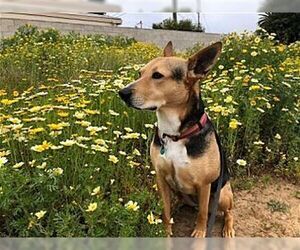 Scout - Female German Shepherd Dog-Unknown Mix Dog for Adoption - Photo #2