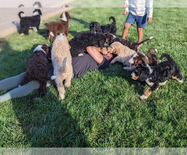 Medium Photo #7 Bernedoodle Puppy For Sale in STOCKTON, CA, USA