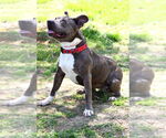 Small #2 American Pit Bull Terrier