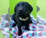 Small #7 Labrador Retriever