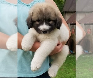 Great Pyrenees Puppy for sale in ARGILLITE, KY, USA