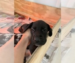 Small Photo #11 Great Dane Puppy For Sale in BOW, NH, USA