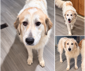 Great Pyrenees-Unknown Mix Dogs for adoption in Euless, TX, USA