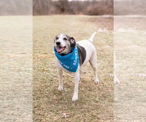 Skeeter - Male Beagle Dog for Adoption - Photo #3